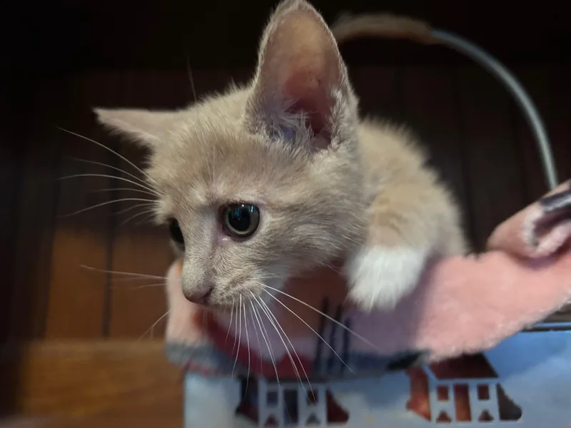 A baby small-sized female Buff & White Domestic Short Hair cat named Lulu for adoption in East Hartford , CT
