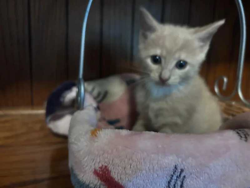 Lulu thumbnail 2