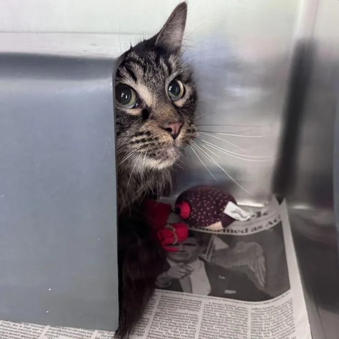 A senior medium-sized female Domestic Long Hair cat named Langur for adoption in Chicago, IL