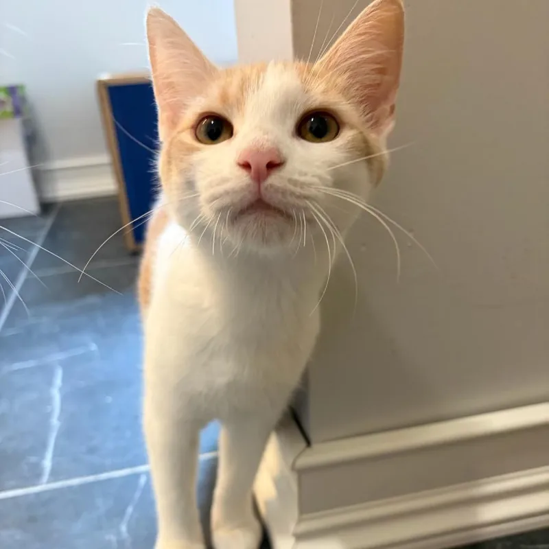 A baby medium-sized male Buff / Tan / Fawn Domestic Short Hair cat named Egbert the Egregious for adoption in Fredericksburg, VA