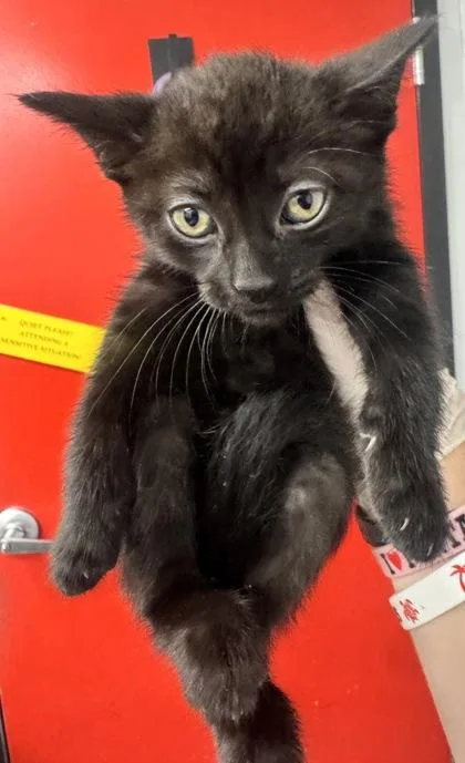 A baby small-sized male Domestic Short Hair cat named Simon for adoption in West Chester, PA