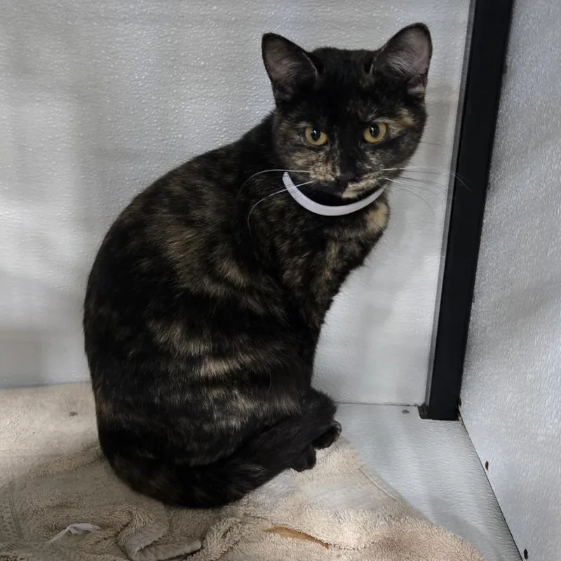 A young small-sized female Tortoiseshell Domestic Short Hair cat named Tempest for adoption in Chaska, MN