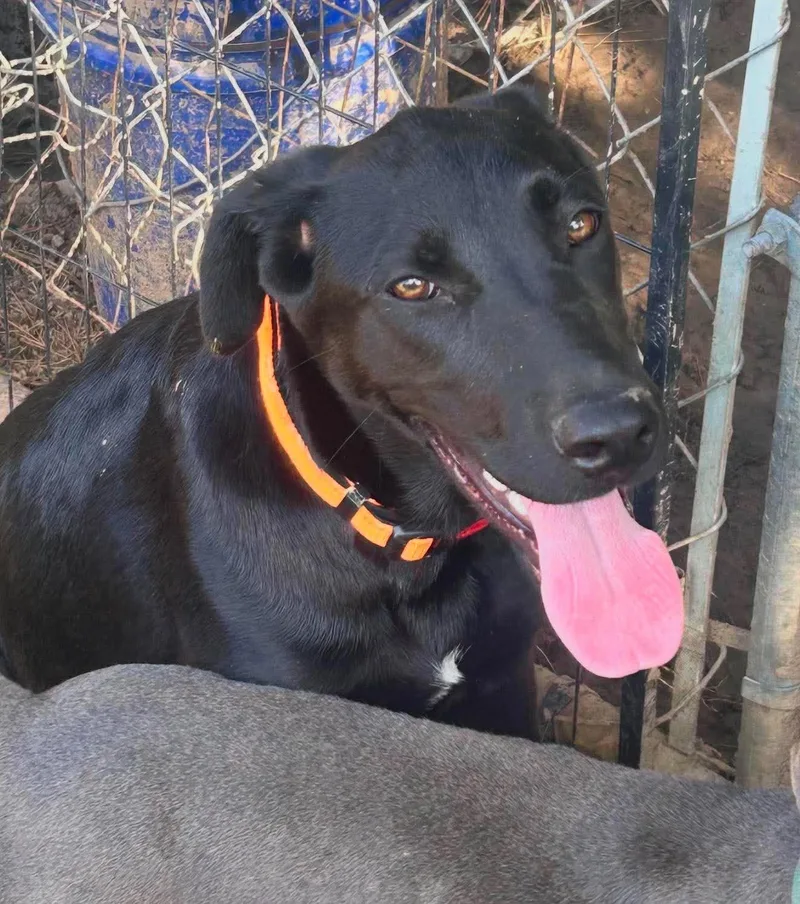 A baby medium-sized male Mixed Breed dog named Kilo for adoption in Northwood, NH
