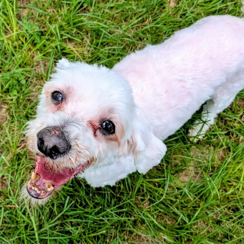A senior small-sized male White / Cream Miniature Poodle dog named Papi Gonzales for adoption in Houston, TX