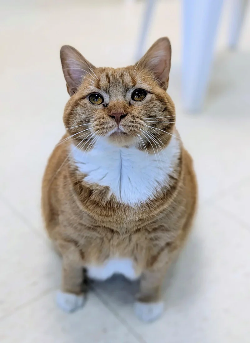 A young medium-sized female Orange & White Domestic Short Hair cat named Natasha for adoption in Alexandria, VA