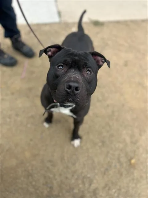 An adult medium-sized male Pit Bull Terrier dog named Alfie for adoption in Chula Vista, CA