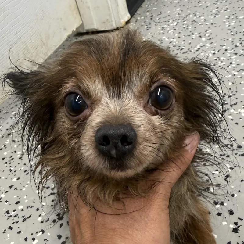 A senior small-sized male Black Chihuahua dog named Poncho for adoption in Blue Springs, MO