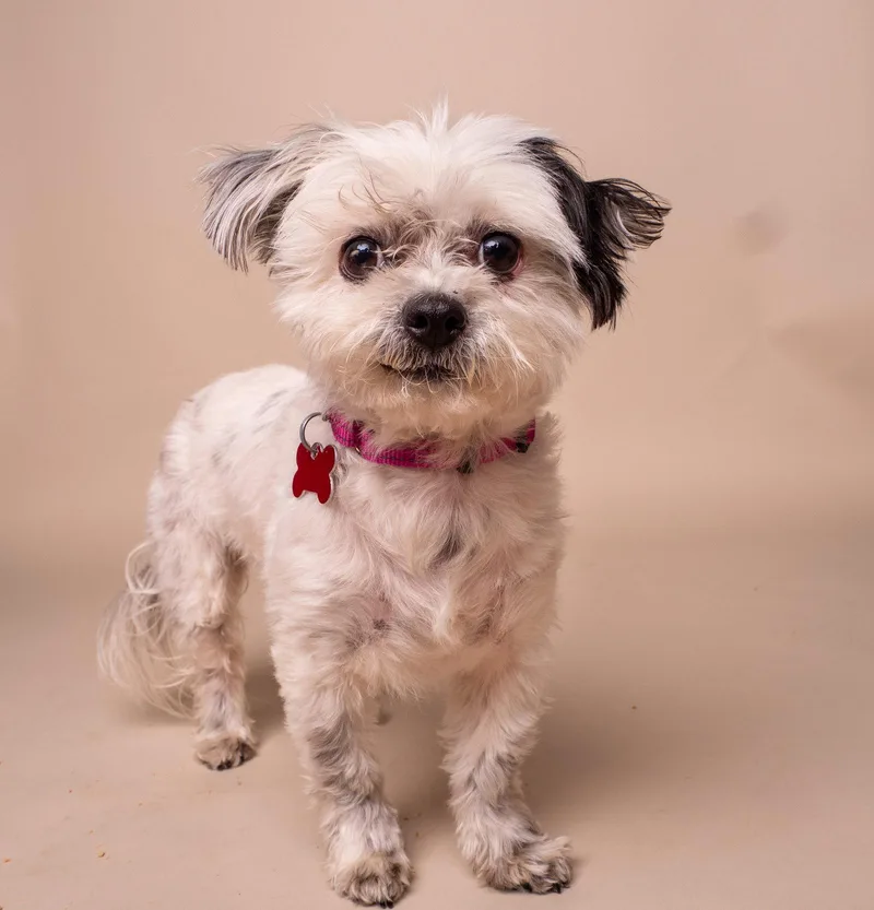 A baby small-sized female Maltese dog named Briar for adoption in Palo Alto, CA