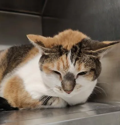 An adult large-sized female Domestic Short Hair cat named Robin for adoption in Lafayette, IN