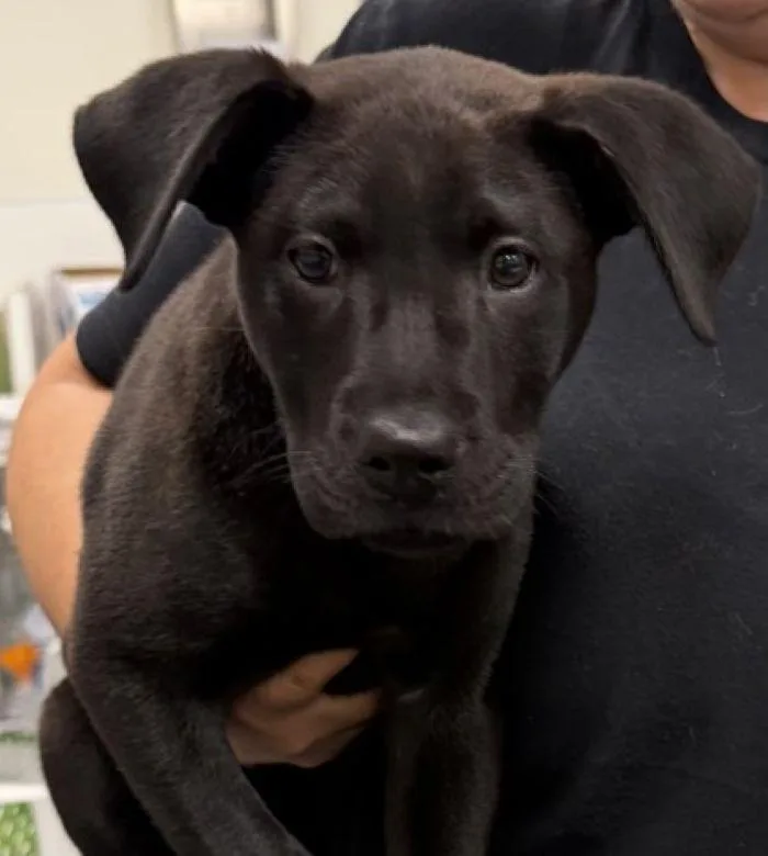 A young medium-sized female Labrador Retriever dog named Pringle for adoption in Hilton Head Island, SC