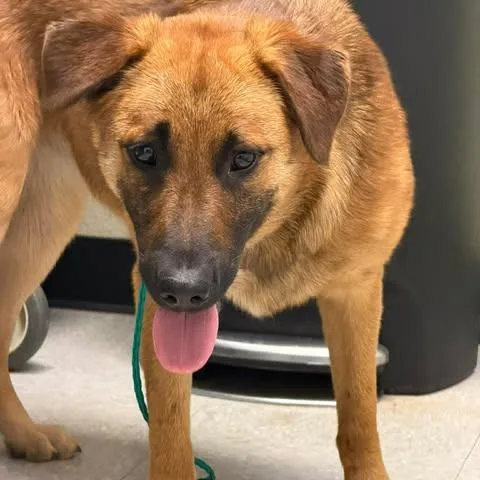 A young medium-sized female Brown / Chocolate German Shepherd Dog dog named Biscuit for adoption in Bastrop, TX