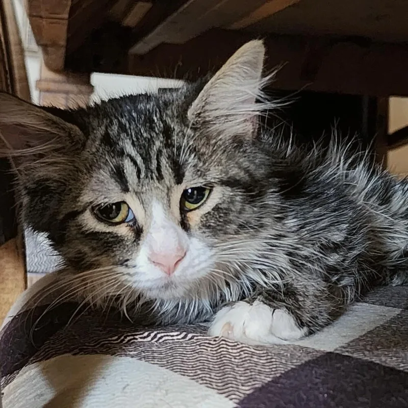 A baby small-sized female Black & White / Tuxedo Domestic Medium Hair cat named Sol for adoption in Albuquerque, NM