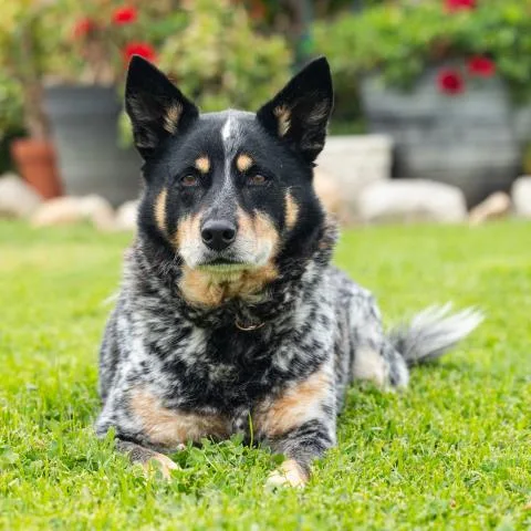 Pepperjack