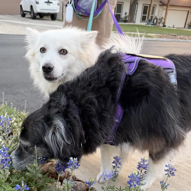 A young medium-sized female White / Cream American Eskimo Dog dog named Sumi for adoption in Houston, TX