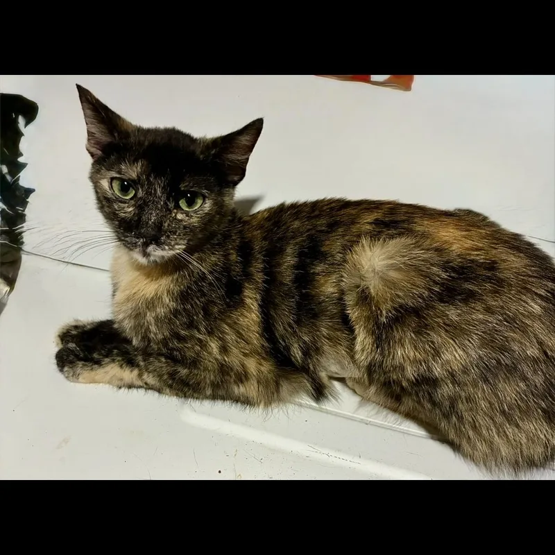 A baby medium-sized female Tortoiseshell cat named Tuna Bug for adoption in Fresno, CA