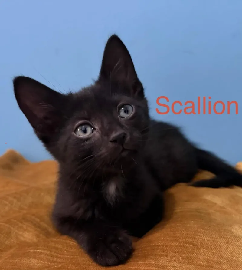 A baby medium-sized male Black Domestic Short Hair cat named Scallion for adoption in New York, NY