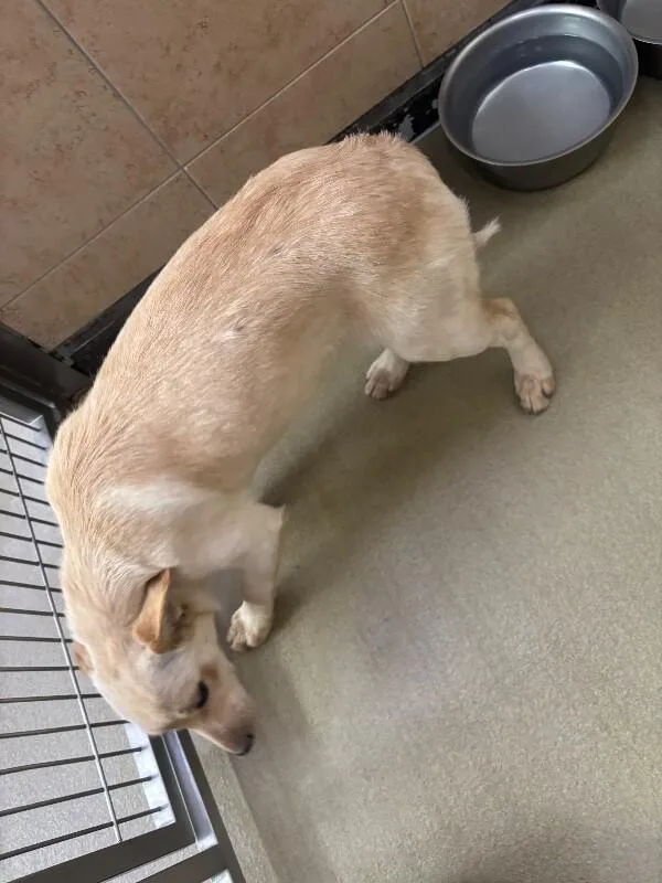 An adult medium-sized female Yellow / Tan / Blond / Fawn Mixed Breed dog named Athena for adoption in Hobbs, NM
