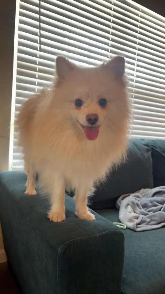Archibald
