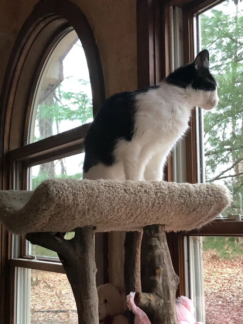 Little Caesar thumbnail 2