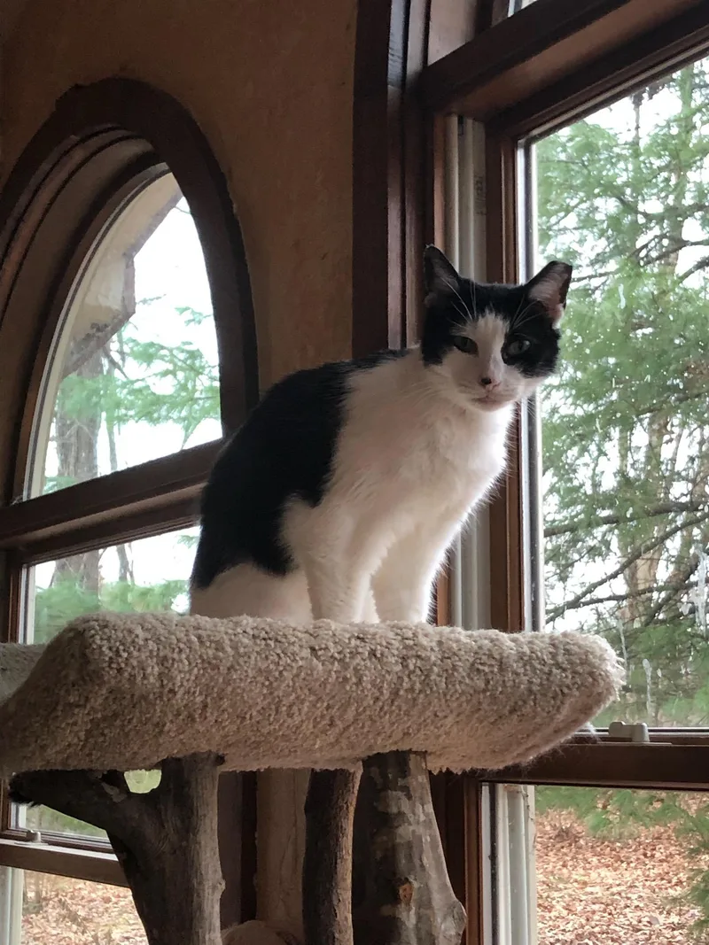 Little Caesar thumbnail 3