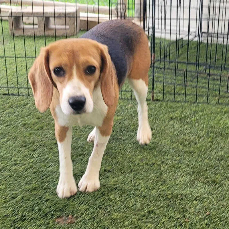 Rosie