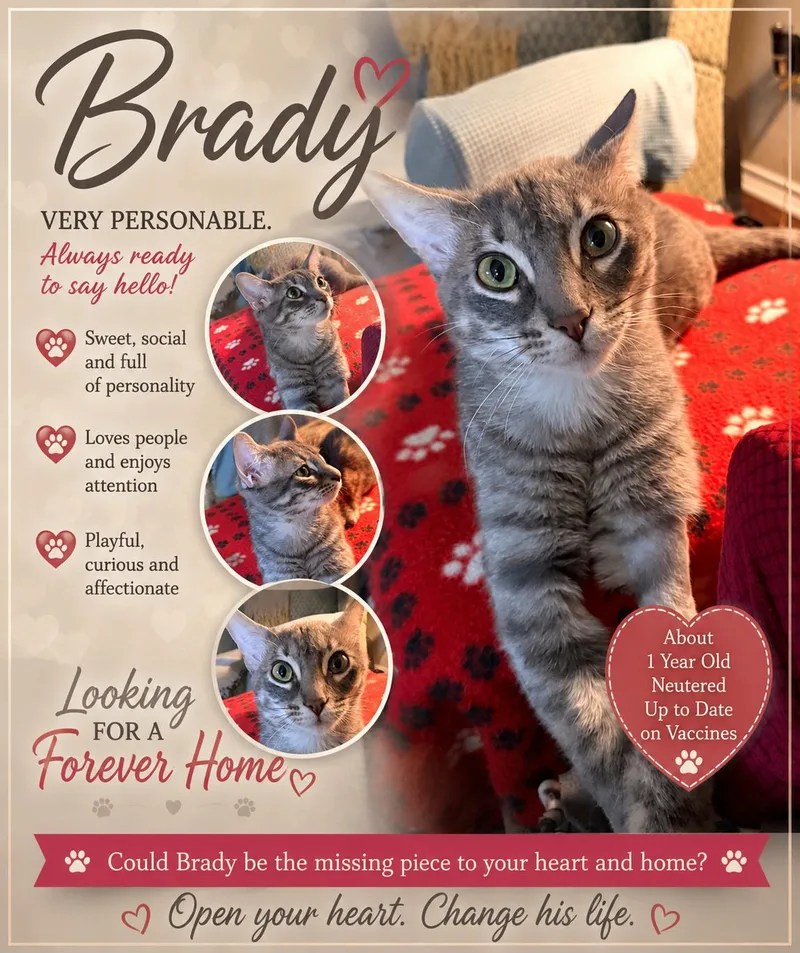 An adult medium-sized male Tabby (Gray / Blue / Silver) Tabby cat named Brady for adoption in Fort Worth, TX