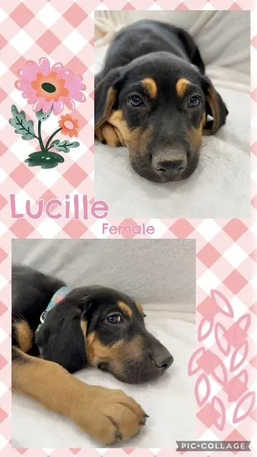 Lucille