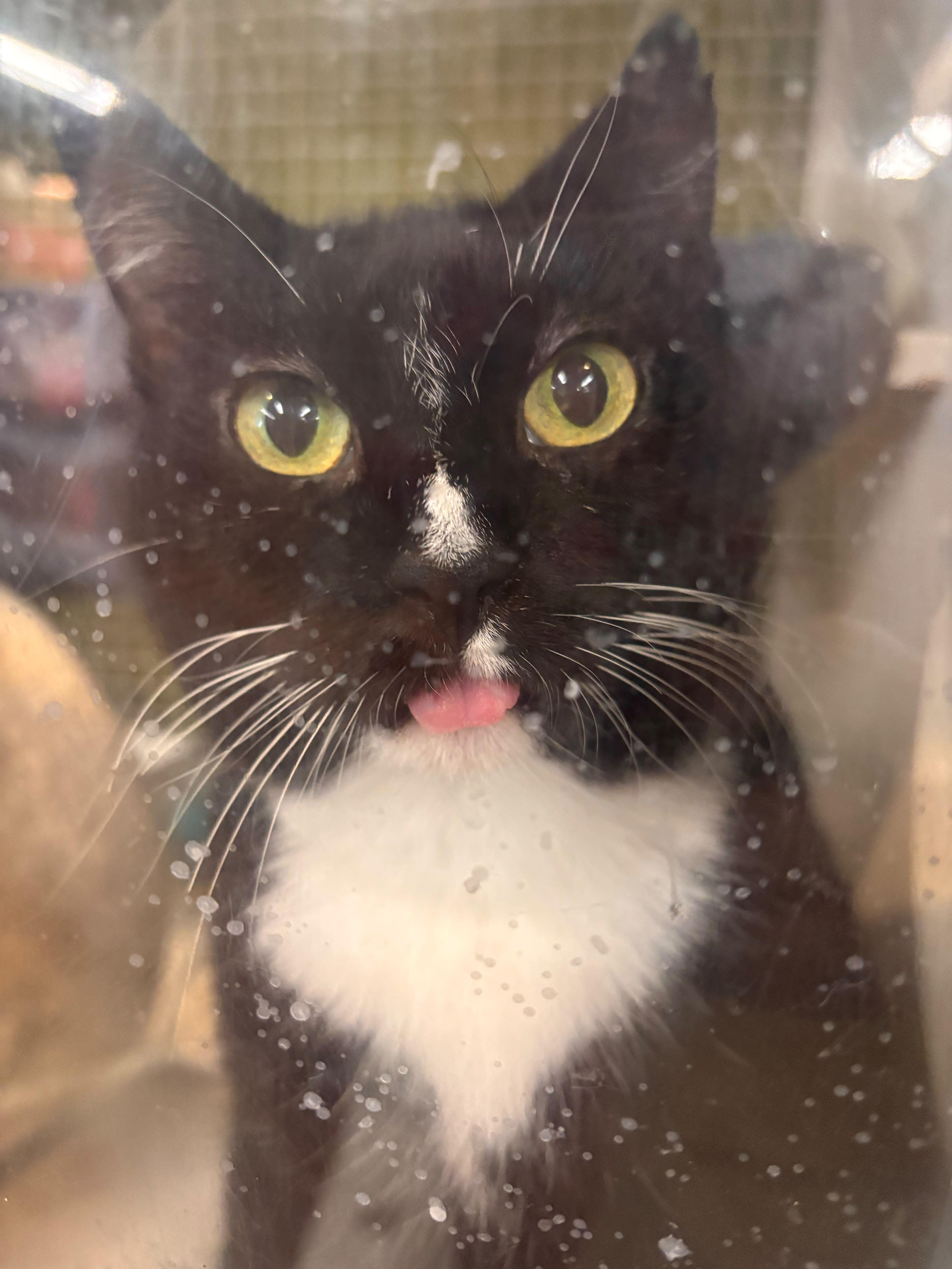 An adult medium-sized female Tuxedo cat named Milkshake Bring All to for adoption in Fountain Valley, CA