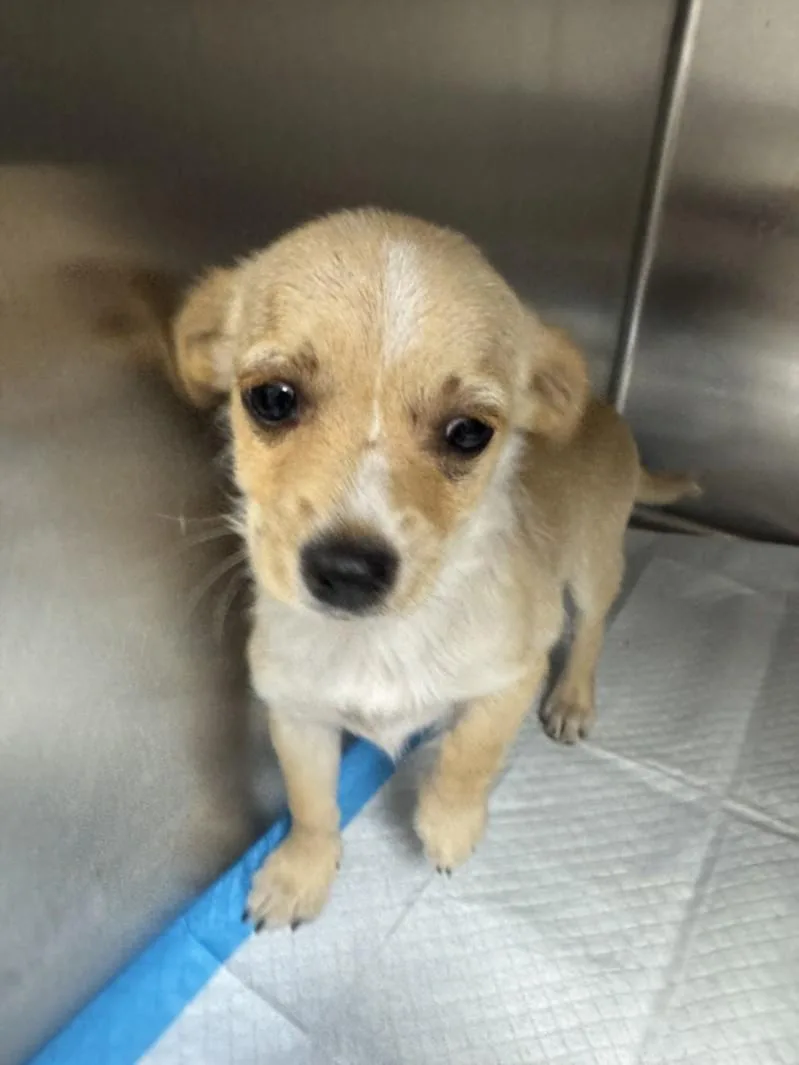 An adult small-sized female Chihuahua dog named A for adoption in Olivehurst, CA