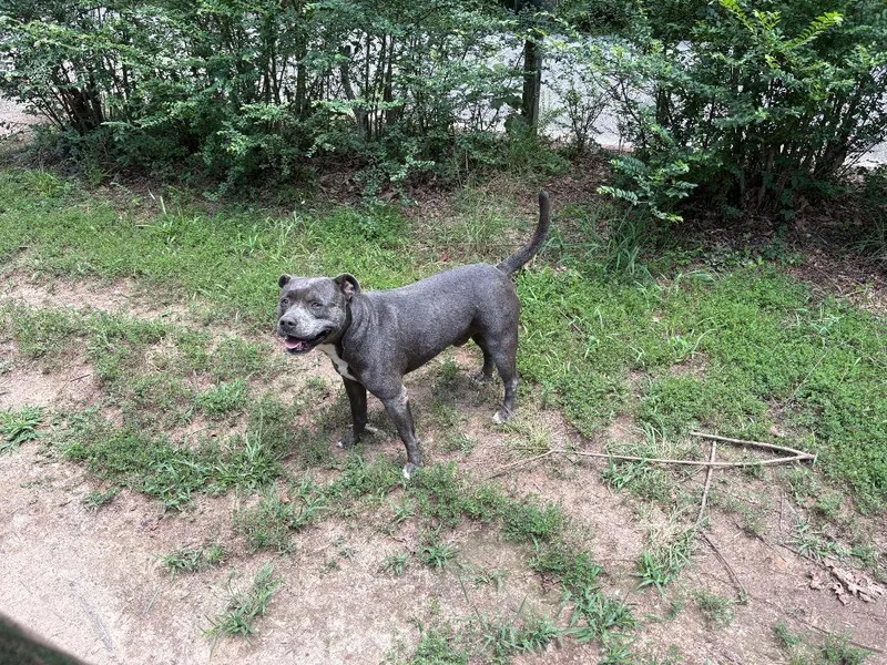 An adult medium-sized male Pit Bull Terrier dog named Lex Luthor for adoption in Murray, KY