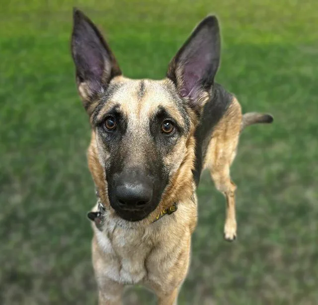 A young large-sized male German Shepherd Dog dog named General Kennen for adoption in Tucson, AZ