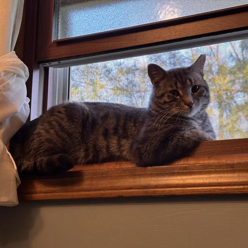 A young medium-sized male Gray / Blue / Silver Domestic Short Hair cat named Concrete for adoption in Medina, OH