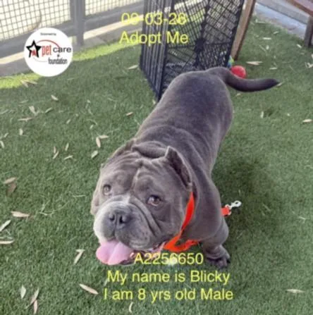 An adult small-sized male Pit Bull Terrier dog named Blicky for adoption in Los Angeles, CA