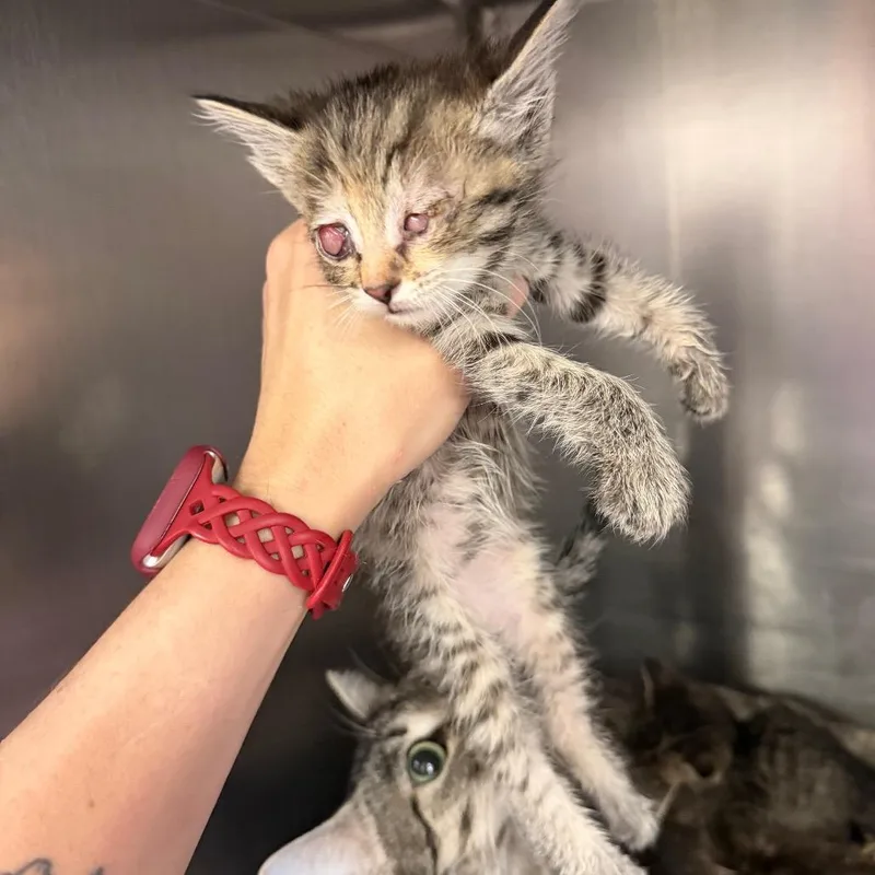 A baby small-sized female Buff / Tan / Fawn Domestic Short Hair cat named Feather for adoption in Port Charlotte, FL