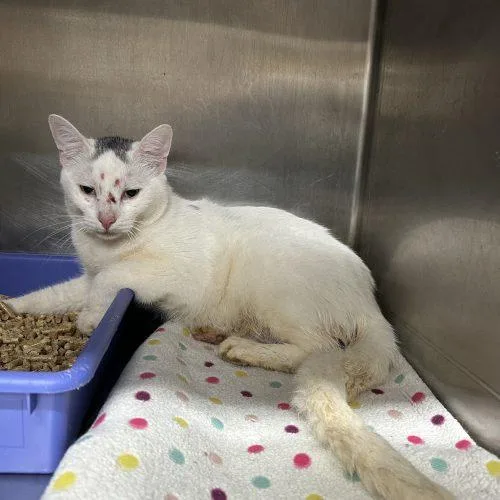 A baby medium-sized male White Domestic Short Hair cat named Lagar for adoption in Tipp City, OH