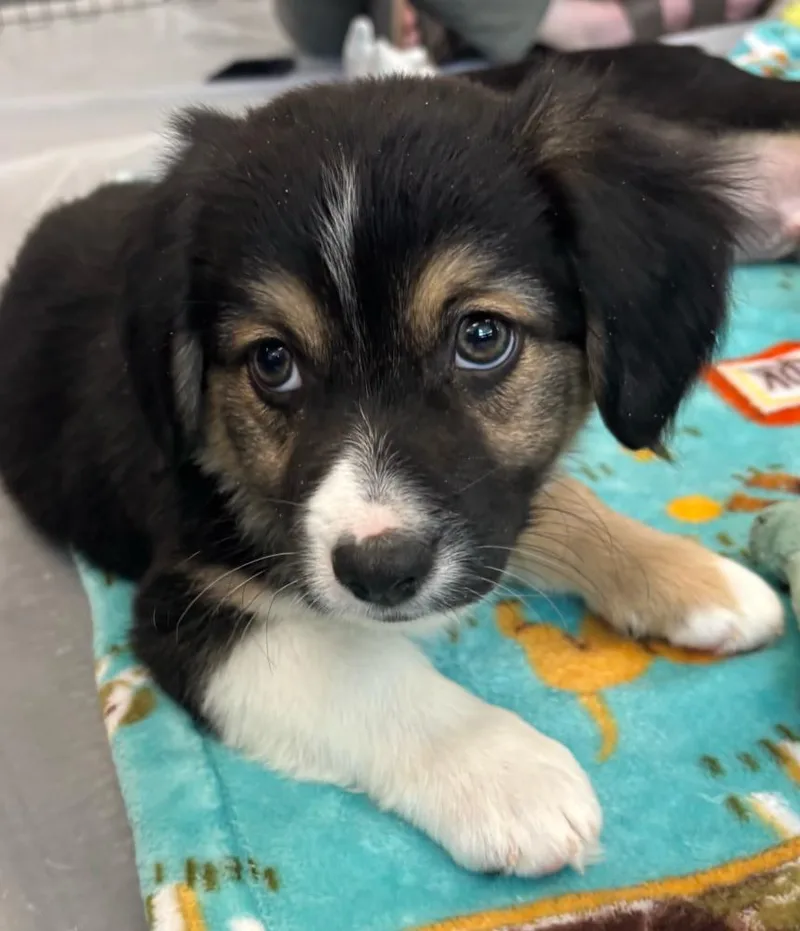A baby small-sized male Tricolor (Brown, Black, & White) Chihuahua dog named Luxor for adoption in Sedalia, CO