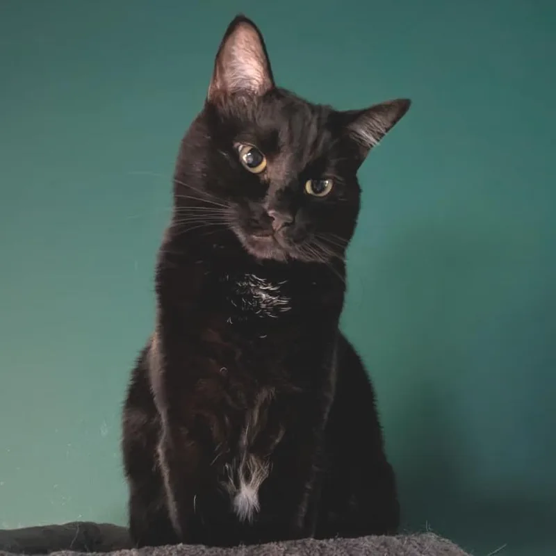 An adult small-sized female Black Domestic Short Hair cat named Binx for adoption in Winchester, VA