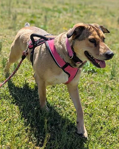 An adult medium-sized female Tricolor (Brown, Black, & White) Shepherd dog named Cookie for adoption in Lake Wylie, SC