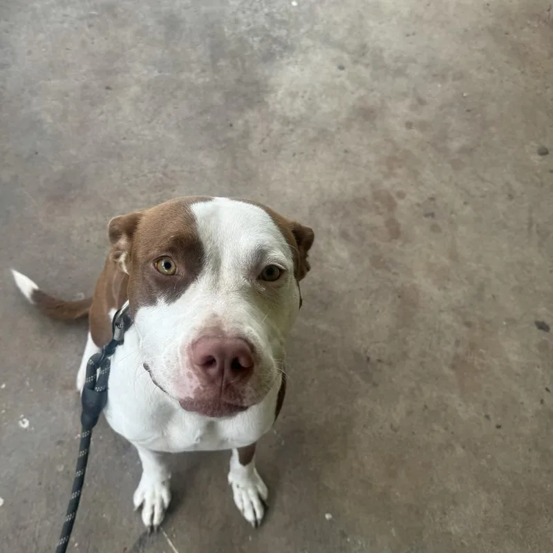 An adult medium-sized female Brown / Chocolate Bull Terrier dog named Moana for adoption in West Palm Beach, FL