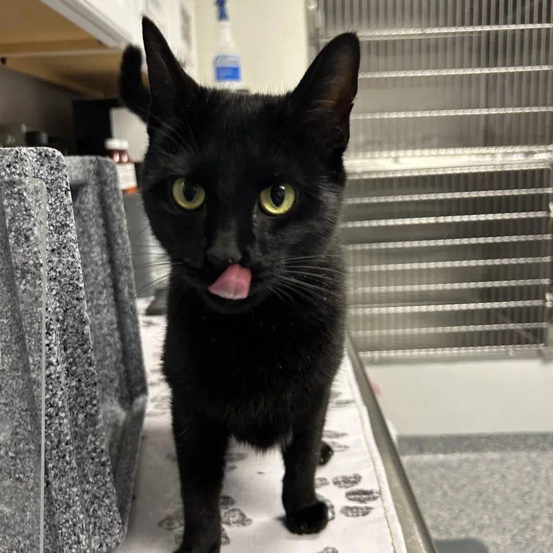 An adult medium-sized female Black Domestic Short Hair cat named Dosido for adoption in Greenville, SC