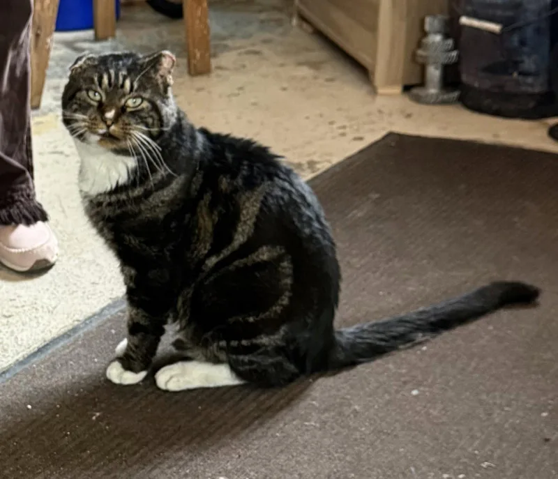 An adult large-sized male Tabby cat named Frank Sinatra for adoption in Spring City, PA