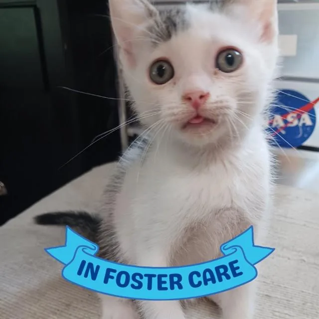 A baby small-sized male Domestic Short Hair cat named Leonardo for adoption in Tallahassee, FL