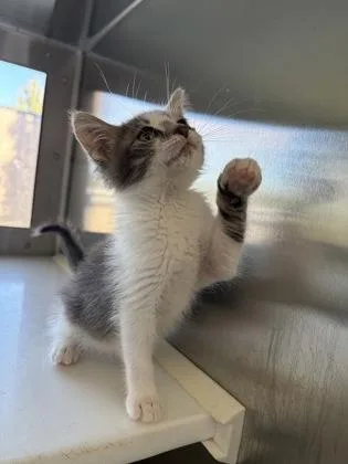 A baby small-sized male Domestic Short Hair cat named Inspector Gadget for adoption in Westland, MI