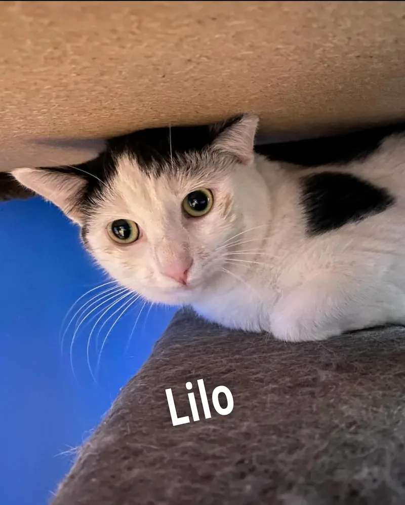 Lilo thumbnail 6