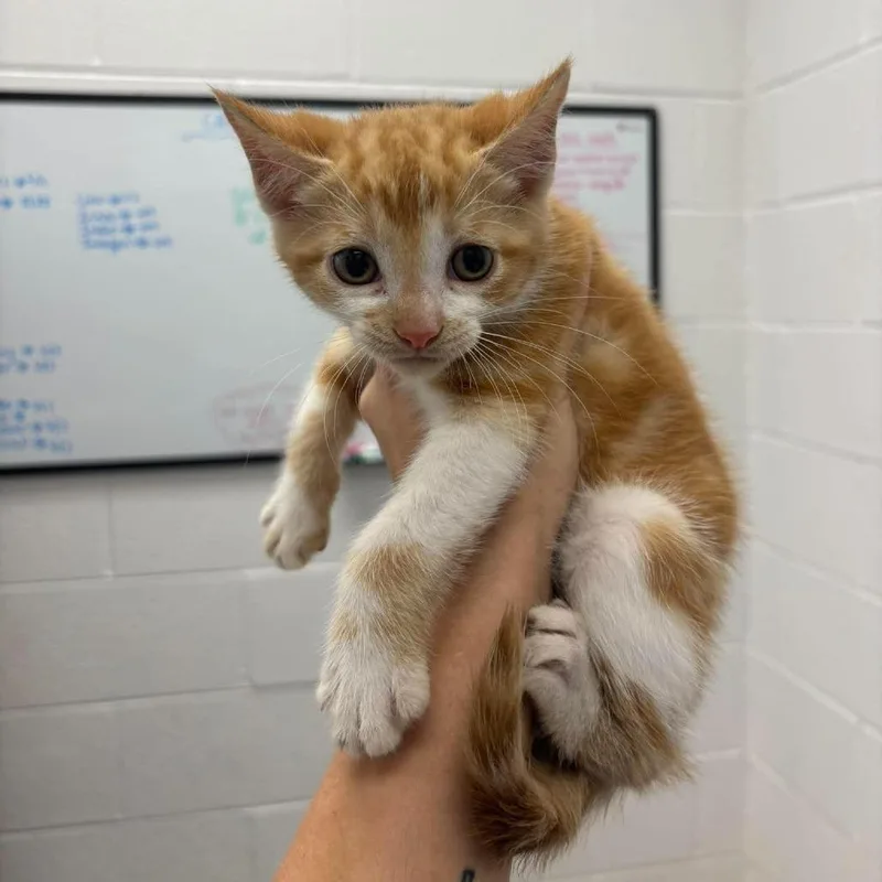 A baby small-sized male Buff / Tan / Fawn Domestic Short Hair cat named Lincoln for adoption in Rocky Mount, VA
