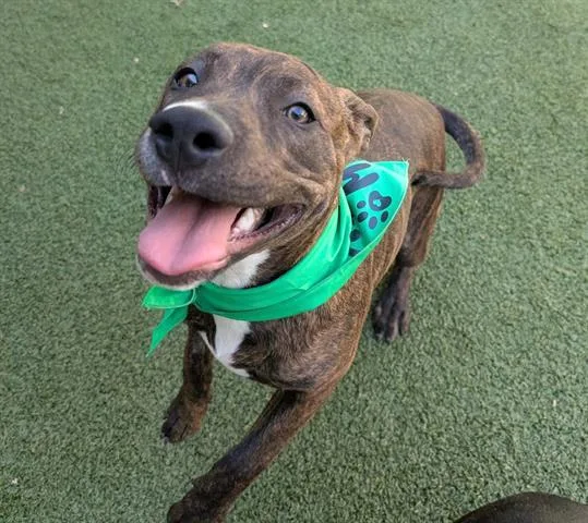 A baby small-sized male Pit Bull Terrier dog named Martin for adoption in San Martin, CA