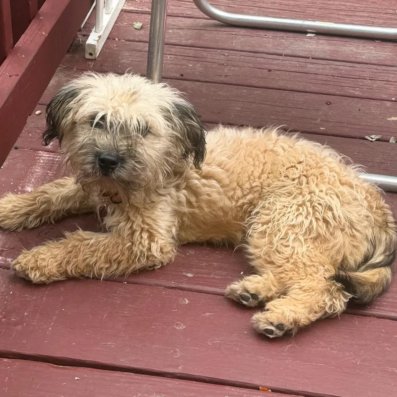 A baby small-sized female Wheaten Terrier dog named Ellerby for adoption in Fredericksburg, VA