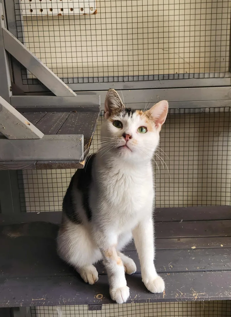 Carmella thumbnail 2