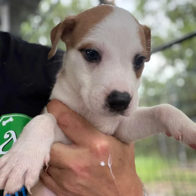 A baby small-sized male Brown / Chocolate Mixed Breed dog named Gyarados for adoption in Lake Jackson, TX