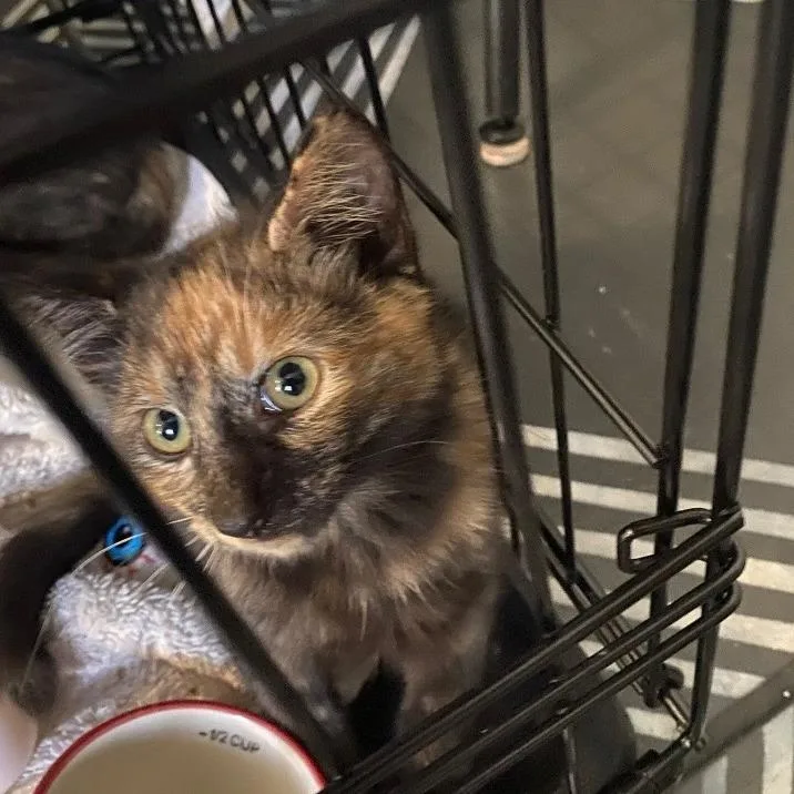 A baby small-sized female Orange / Red Domestic Short Hair cat named Auburn for adoption in Ponte Vedra, FL